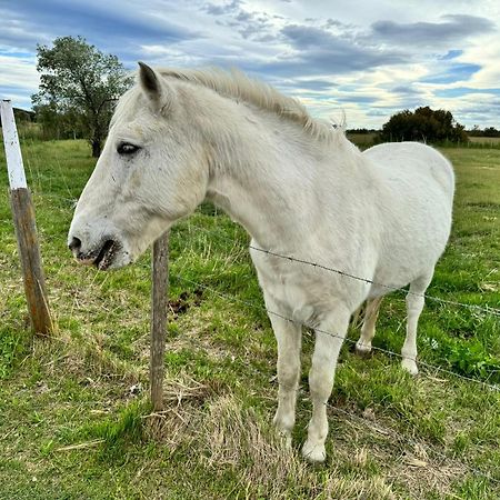 Le Mazet Sooksabai, Confort, Charme Et Decouverte En Petite Camargue Saint-Laurent-dʼAigouze Buitenkant foto